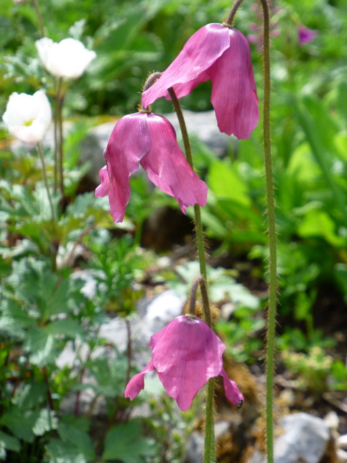 Meconopsis x cookei 'Dusty Rose' North American Rock Garden Society